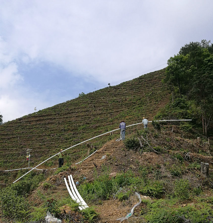 茶園滴灌管道鋪設(shè)